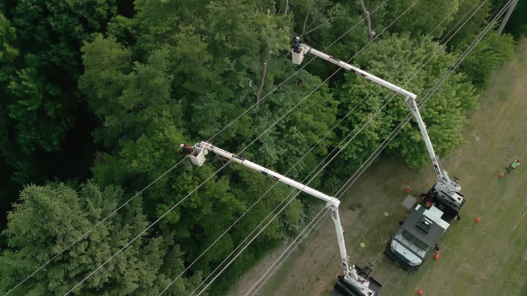 Best Hazardous Tree Removal  in Rio Grande, NJ